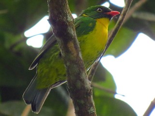  - Golden-breasted Fruiteater