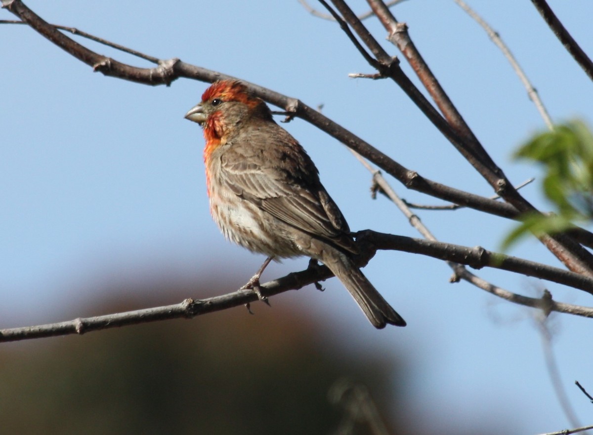House Finch - Cindy P