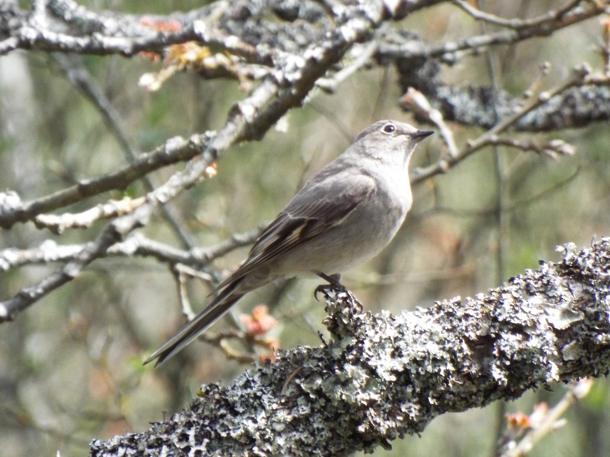 Townsend's Solitaire - Geoffrey Newell