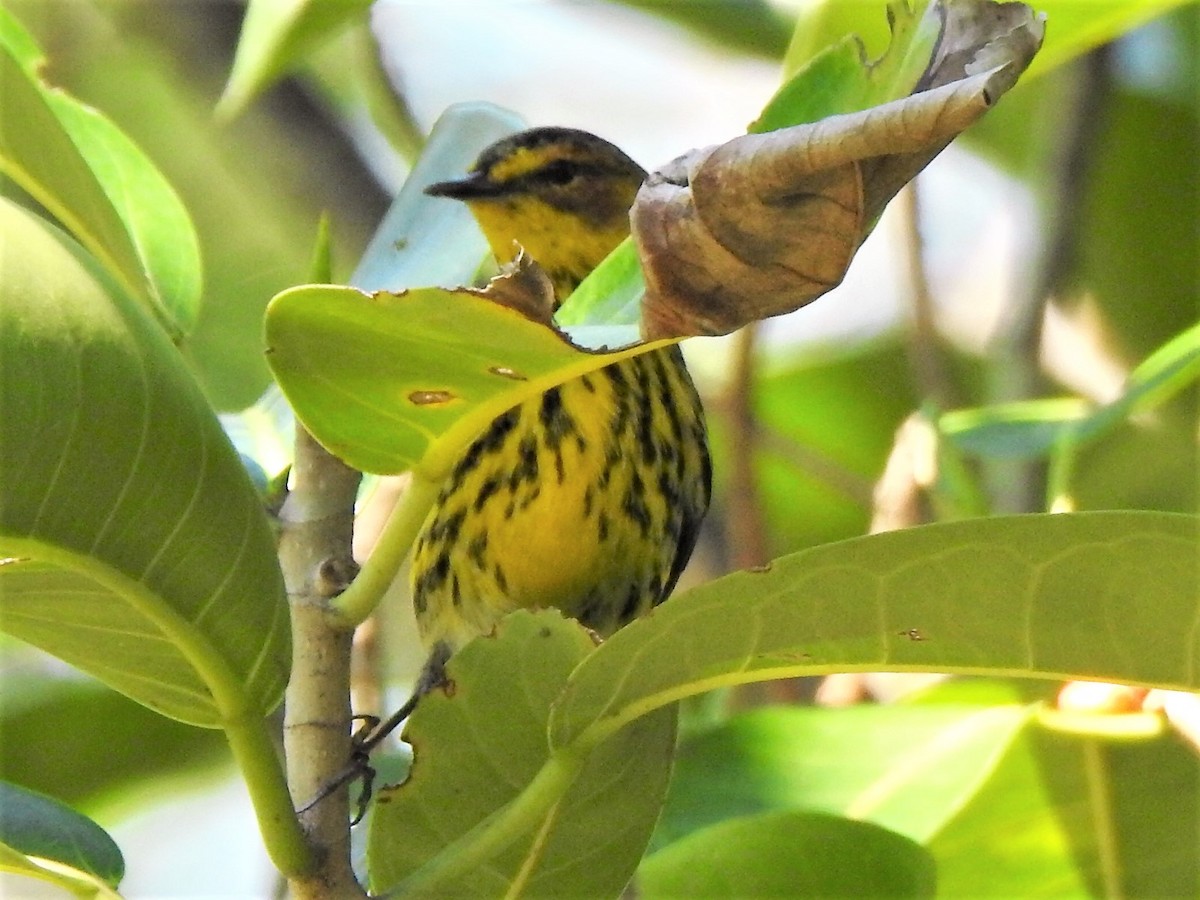 Cape May Warbler - Sandra Reed