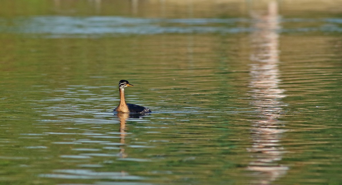 Red-necked Grebe - ML95360411
