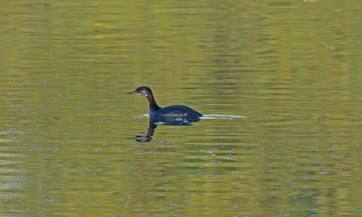 Red-necked Grebe - ML95360571