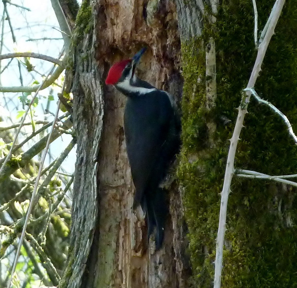 Pileated Woodpecker - Rick Bennett
