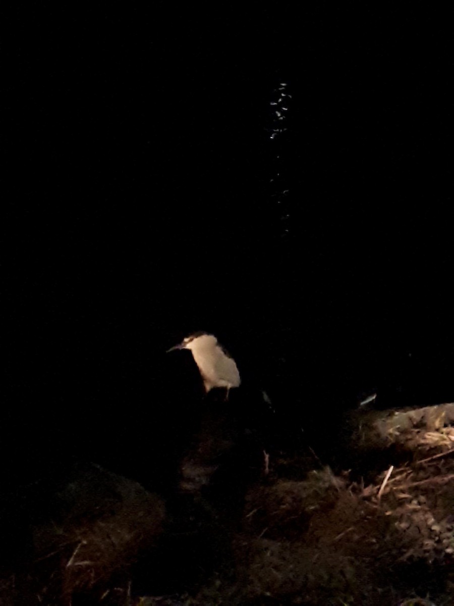 Black-crowned Night Heron - ML95364551