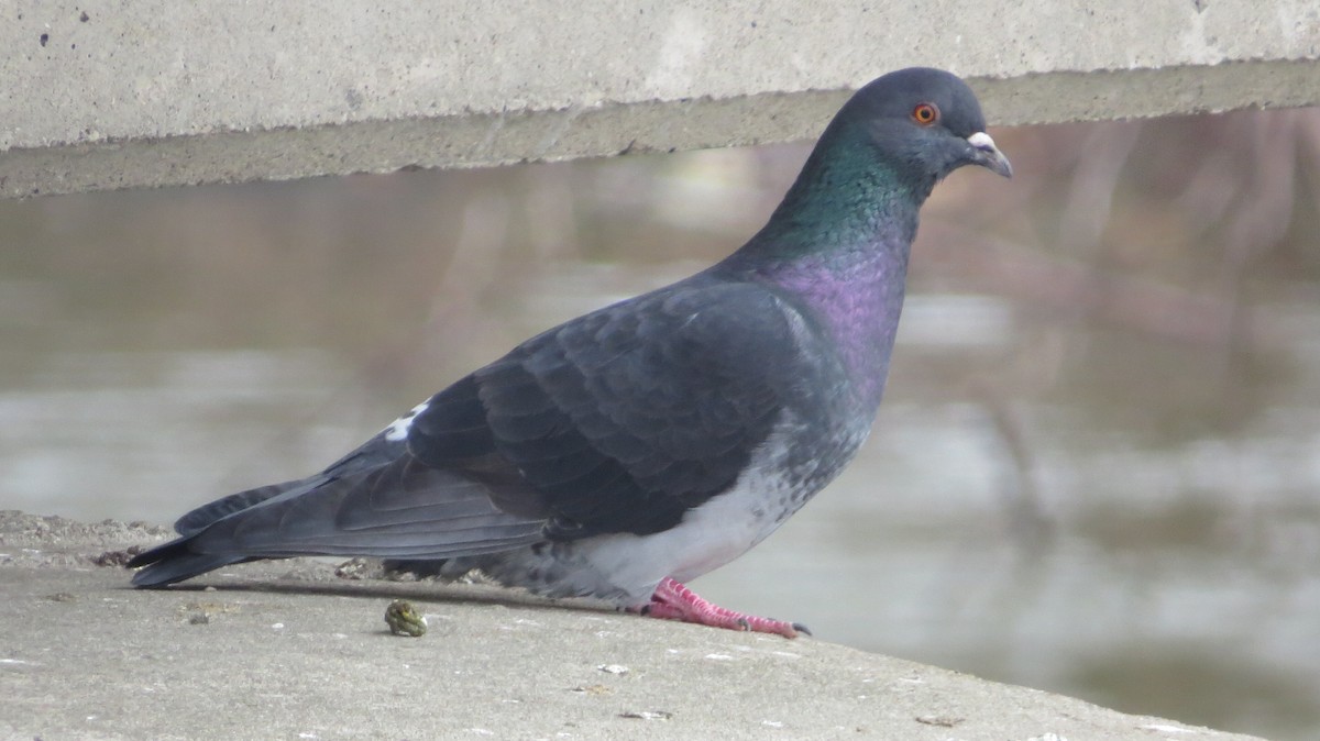 Rock Pigeon (Feral Pigeon) - Joshua K Pickering