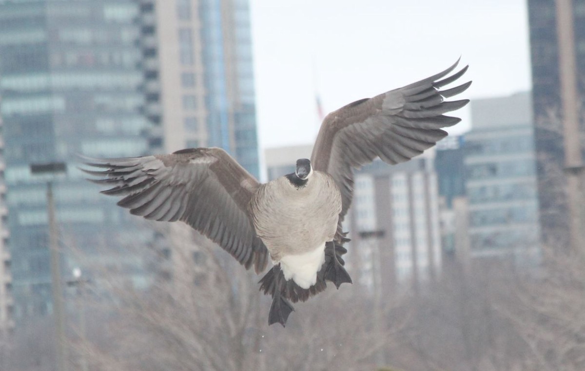 Canada Goose - 🦅 ꙅɒᴎoɔiʜƆ ʏɔɒɿT 🦃
