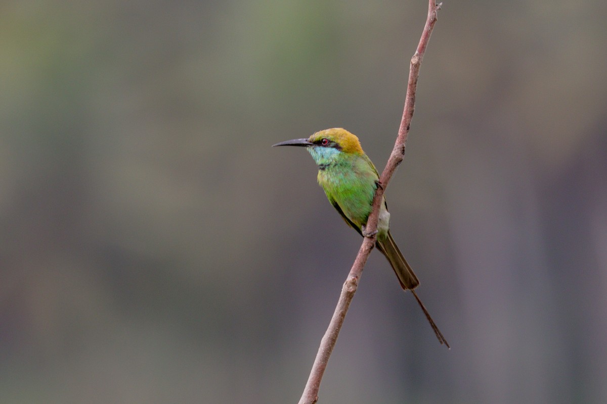 Asian Green Bee-eater - Tommy Pedersen