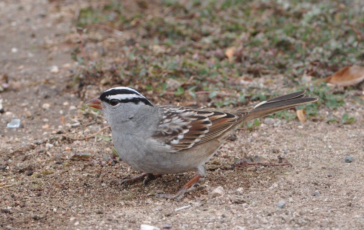 White-crowned Sparrow (Dark-lored) - ML95375361
