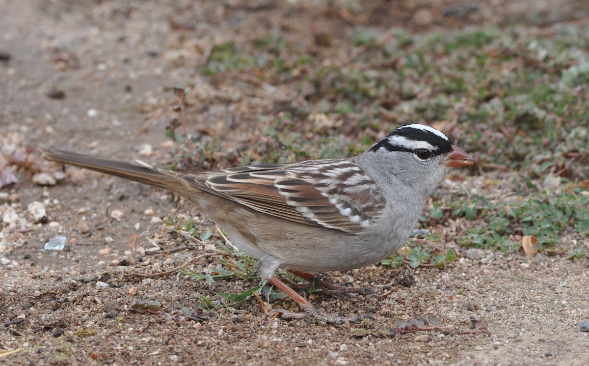 White-crowned Sparrow (Dark-lored) - ML95375381
