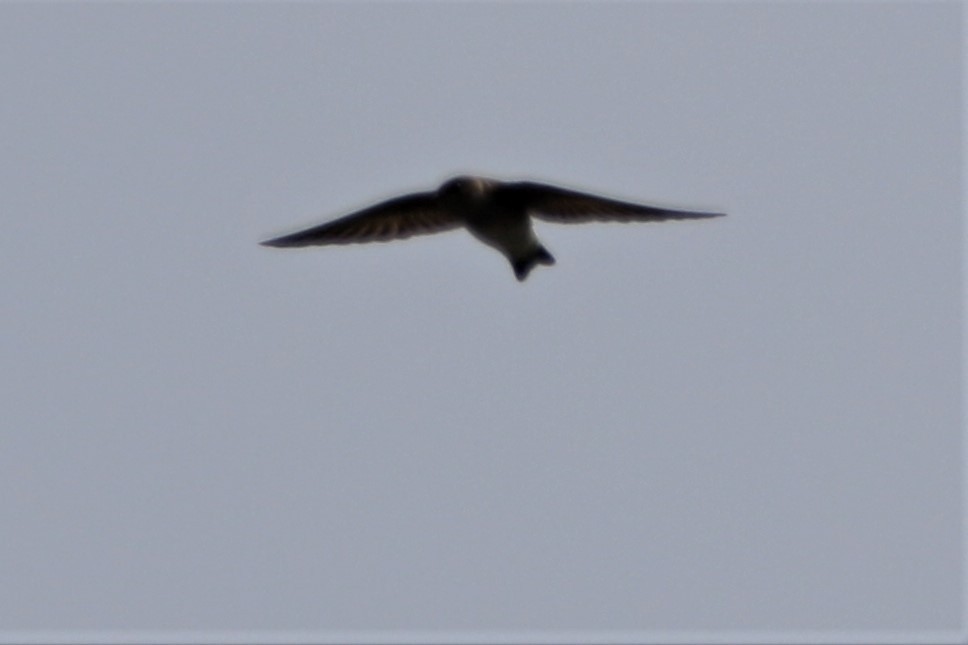 Northern Rough-winged Swallow - ML95375621