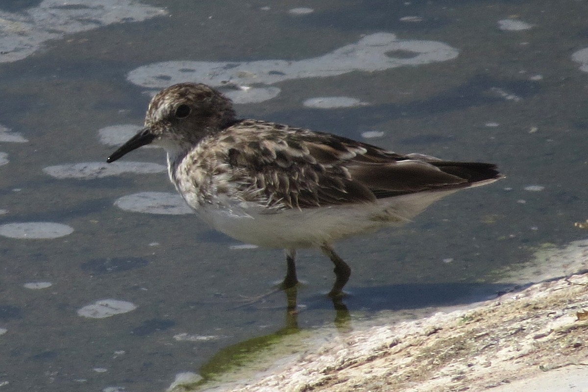 Semipalmated Sandpiper - Lance and Joan Smith