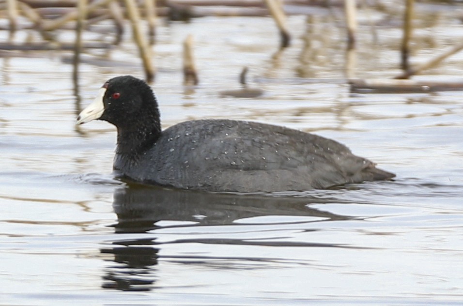 American Coot (Red-shielded) - ML95377661