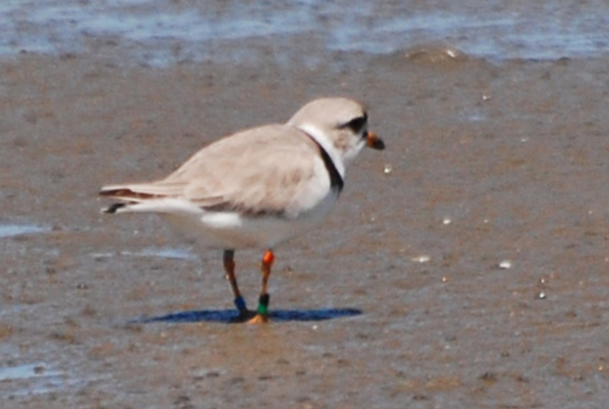 Piping Plover - ML95378391
