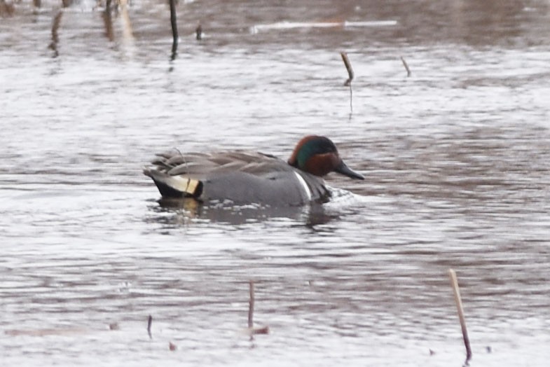 Green-winged Teal - Kevin McGann