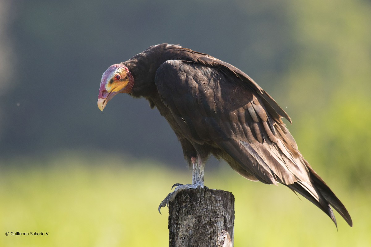 Lesser Yellow-headed Vulture - ML95382841