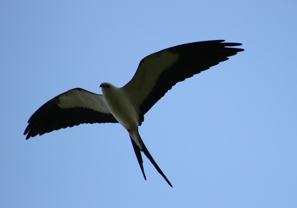 Swallow-tailed Kite - Sara Eisenhauer