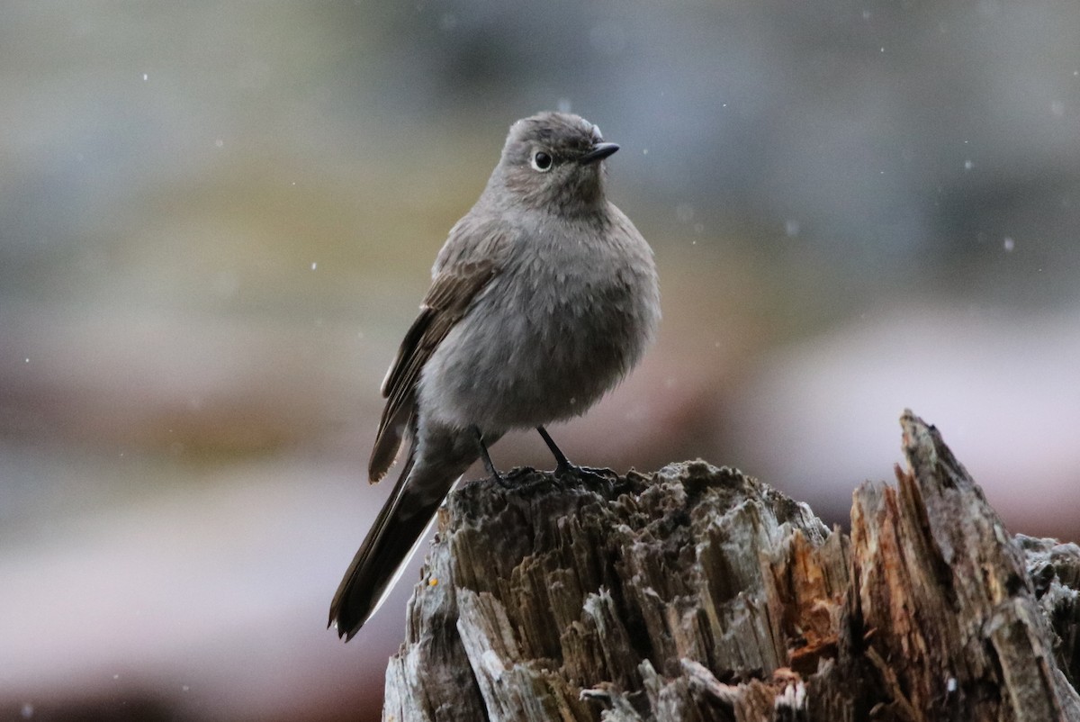 Townsend's Solitaire - Walter Thorne