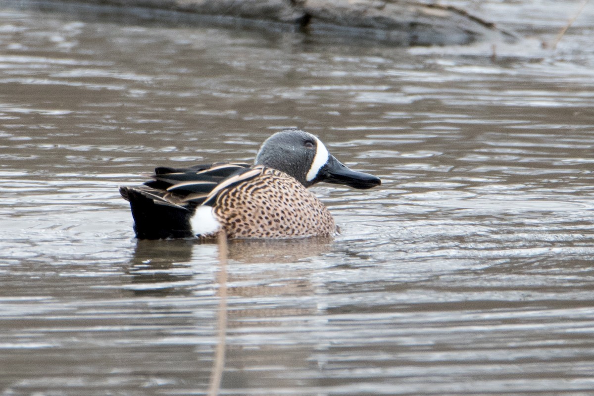 Blue-winged Teal - ML95388791