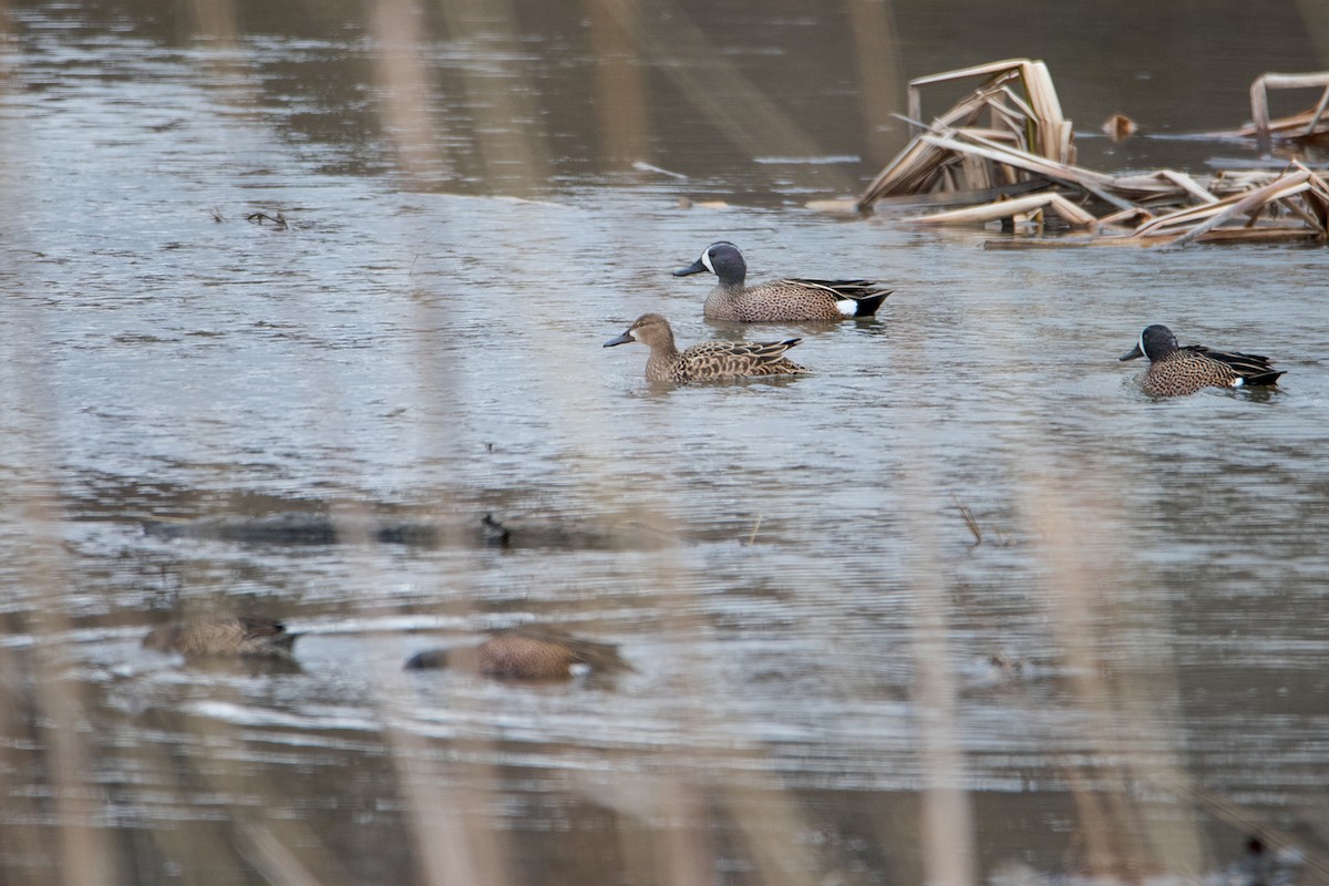Blue-winged Teal - ML95388801