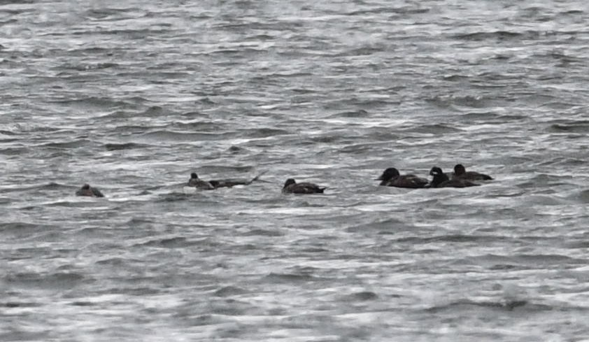 White-winged Scoter - Barry Blust