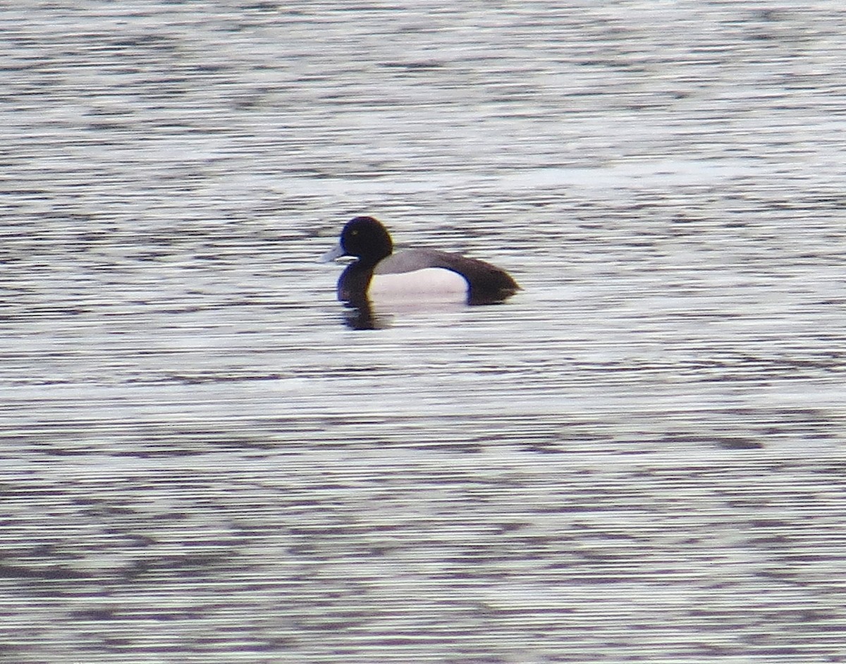 Greater Scaup - ML95389381