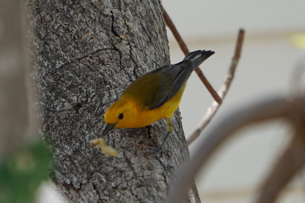 Prothonotary Warbler - ML95392481