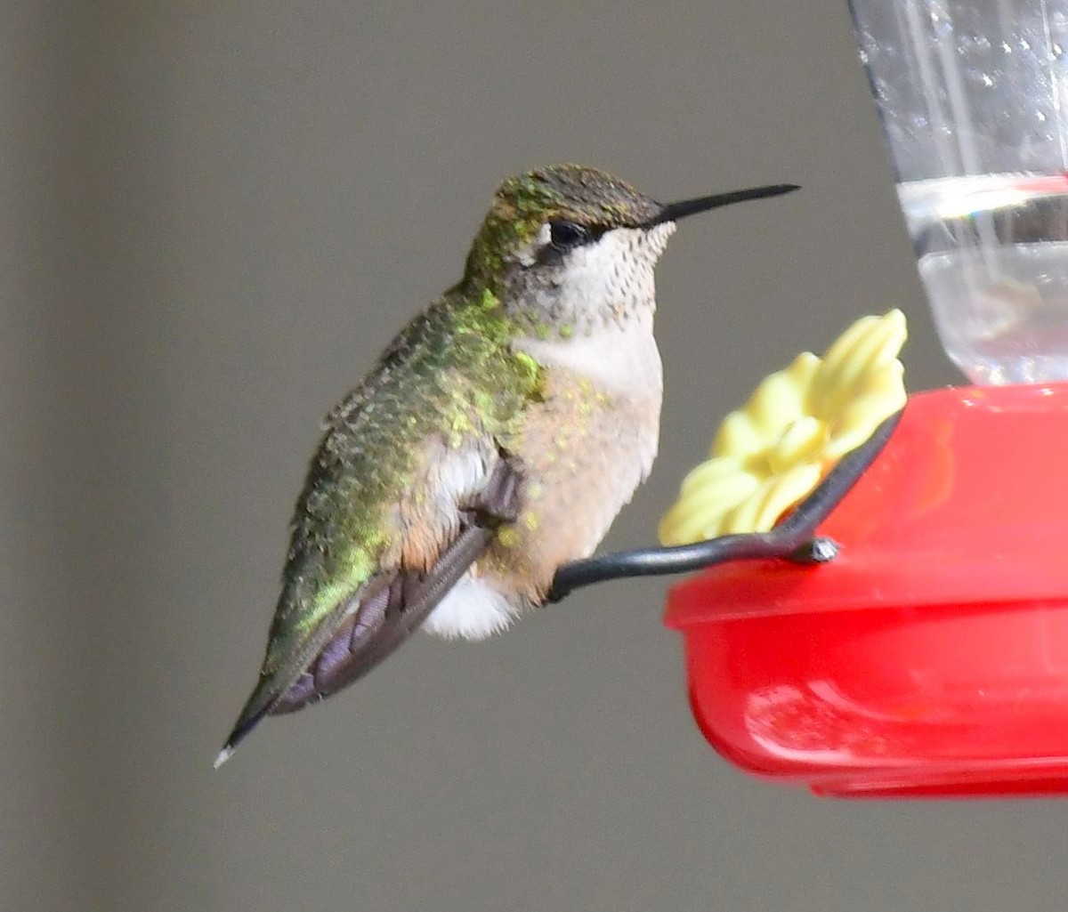 Ruby-throated Hummingbird - James Bozeman