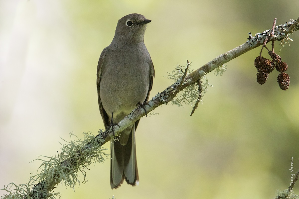 Townsend's Solitaire - Tony V