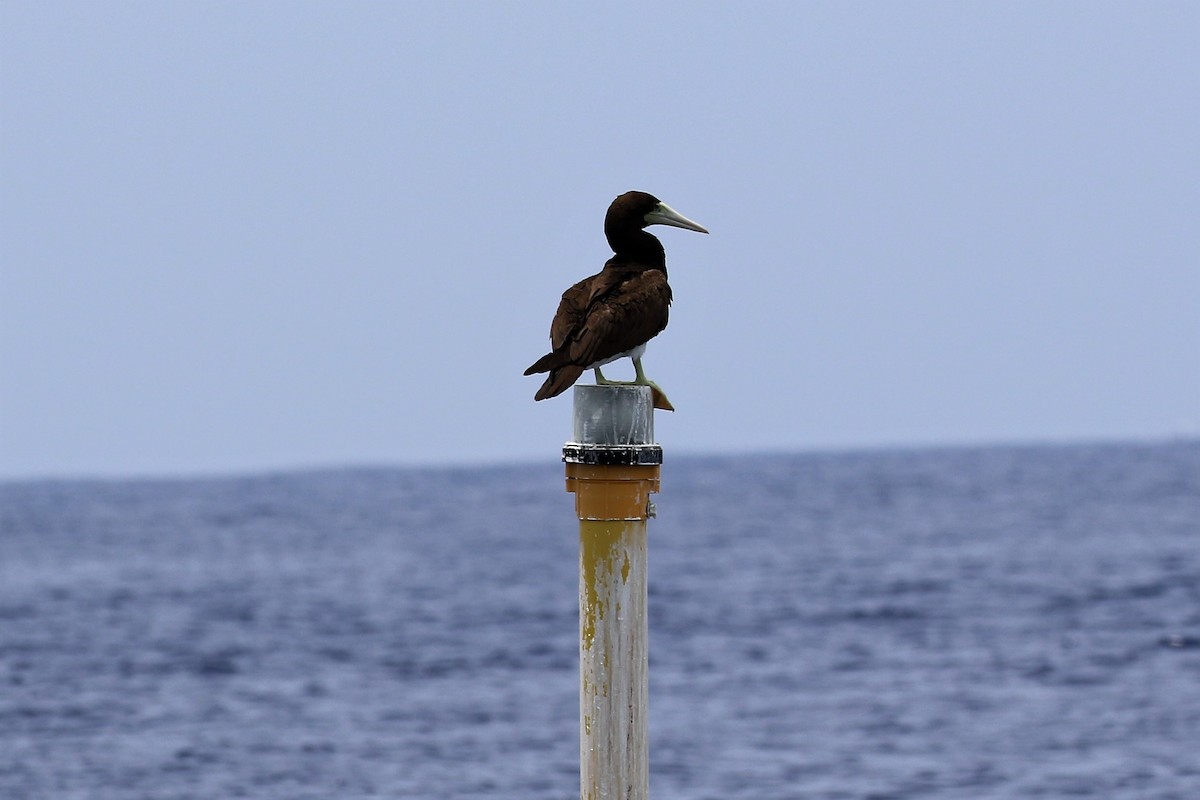 Brown Booby (Forster's) - ML95403881
