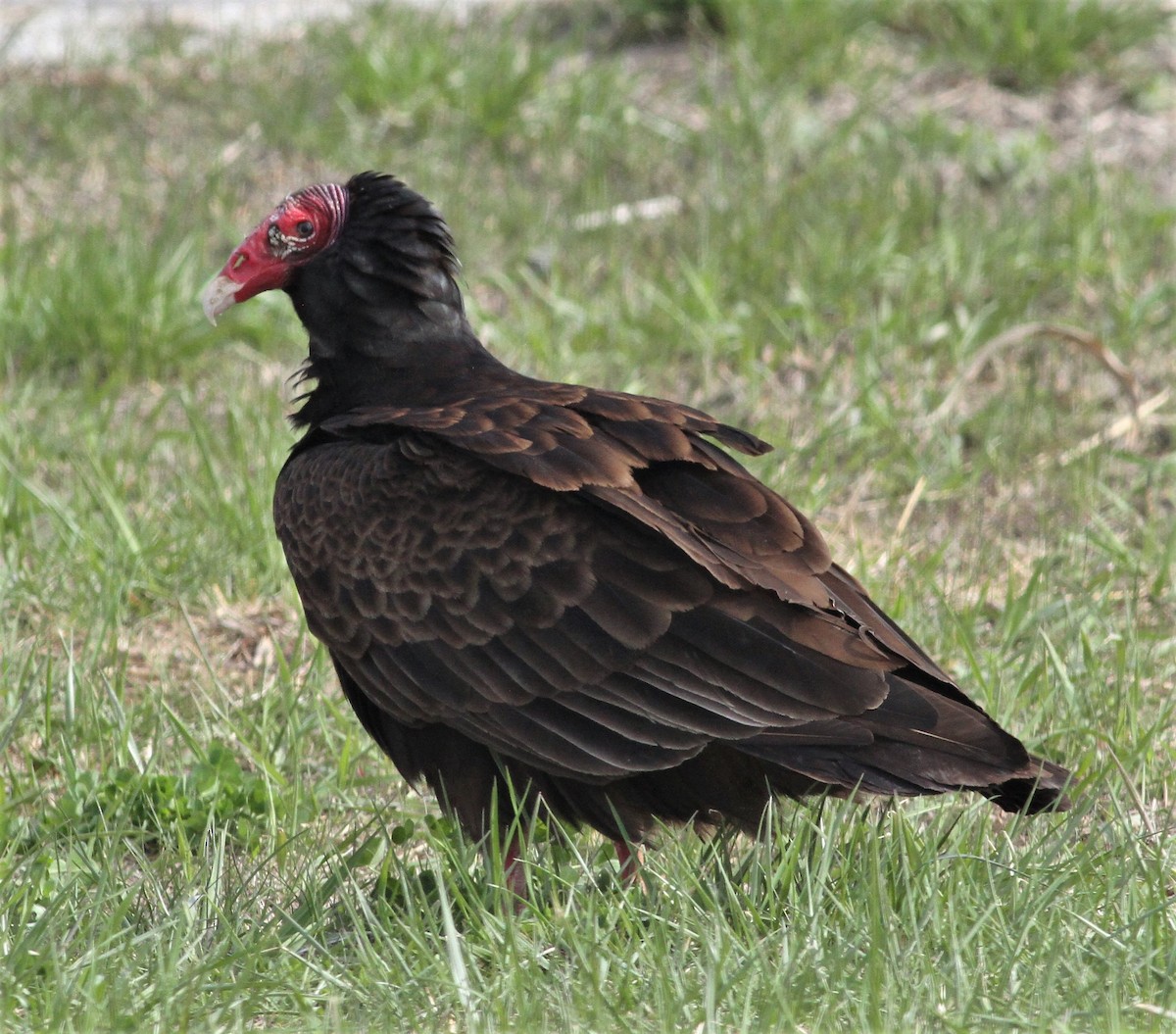 Turkey Vulture - Becky Lutz