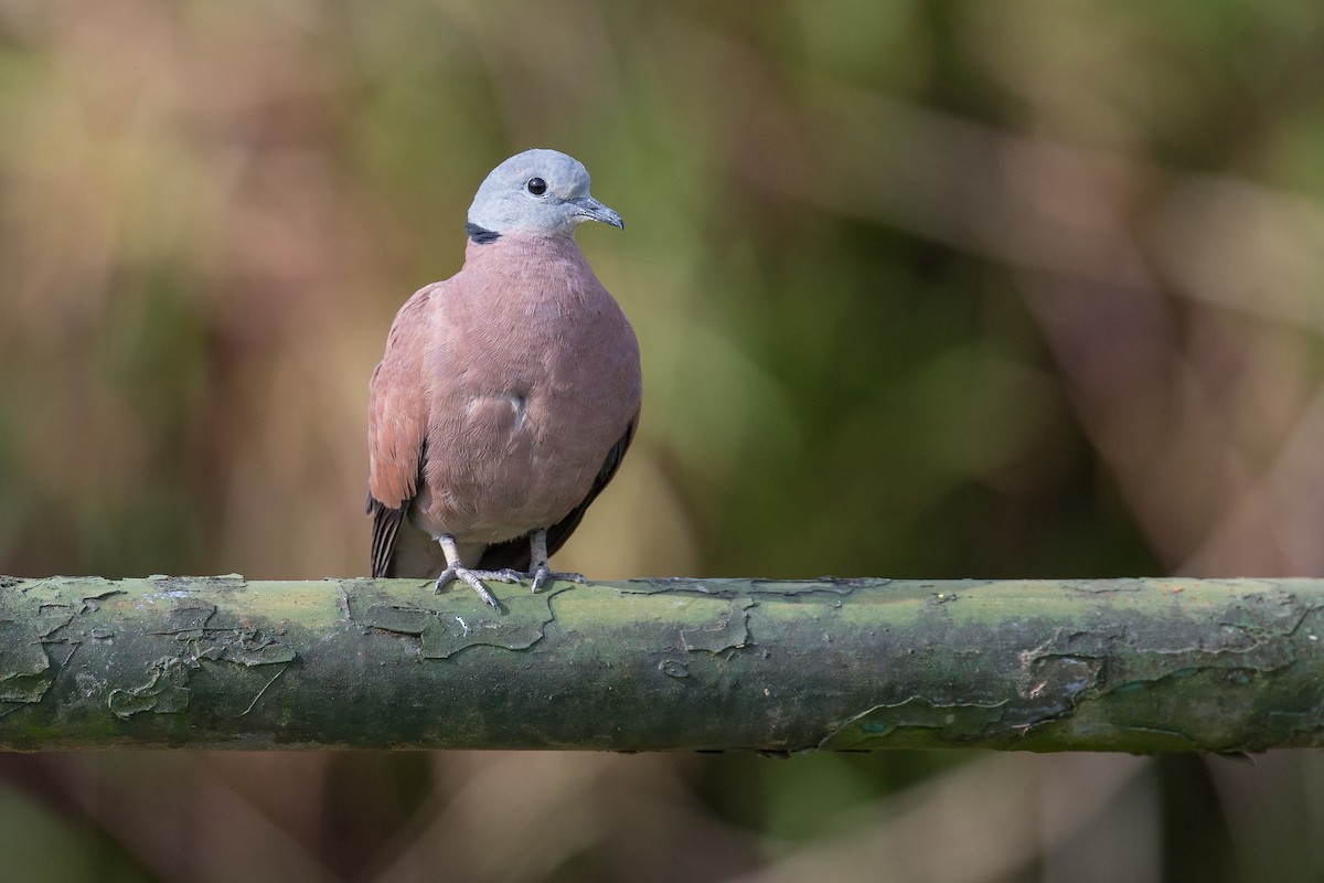 Red Collared-Dove - Adrian Silas Tay