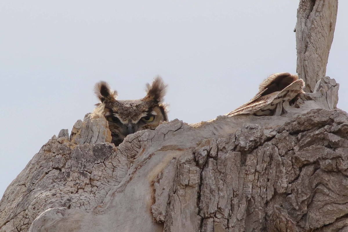 Great Horned Owl - ML95406601