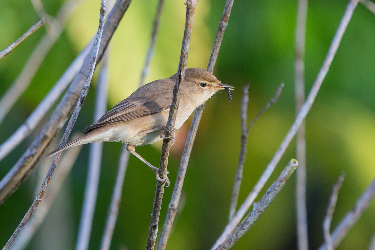 Booted Warbler - ML95406881