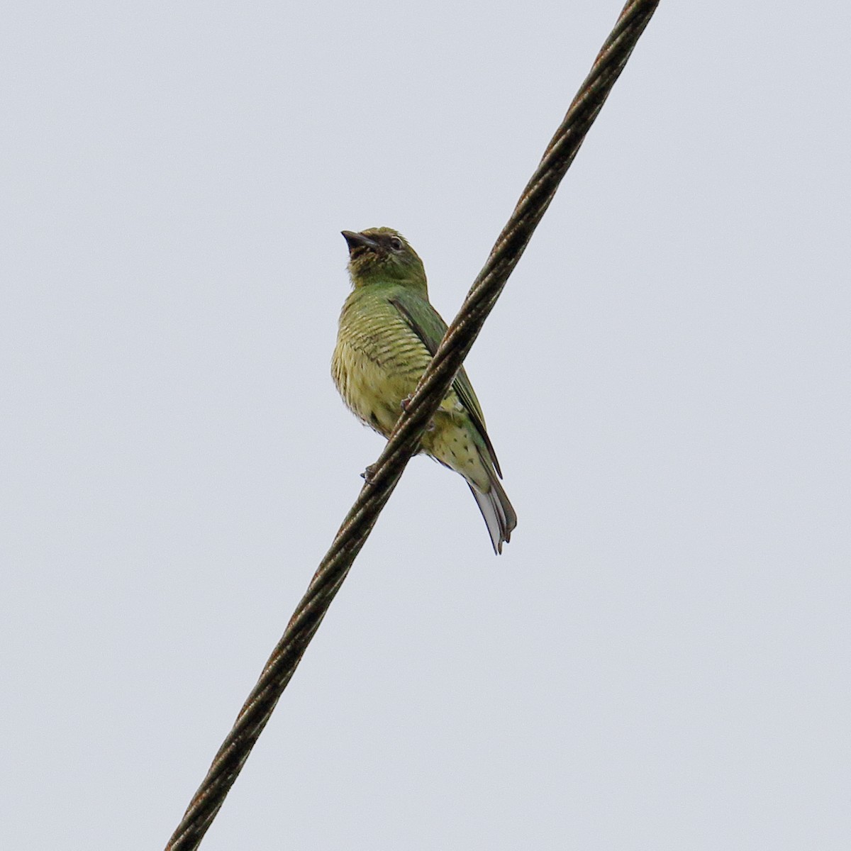 Swallow Tanager - ML95410871