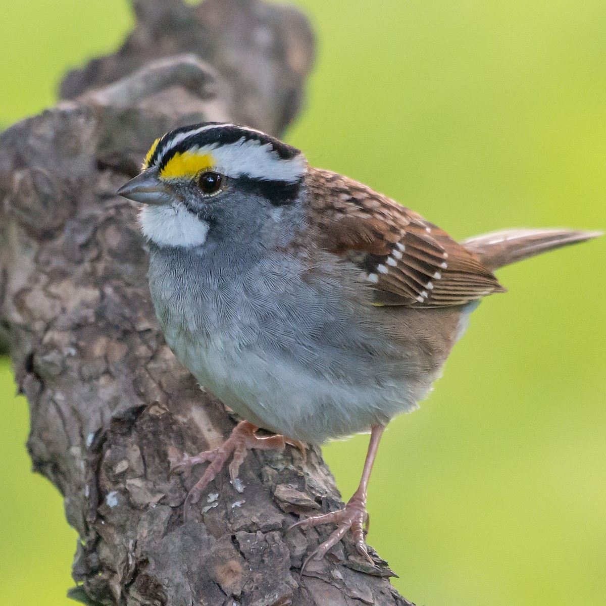 White-throated Sparrow - Mike Stewart