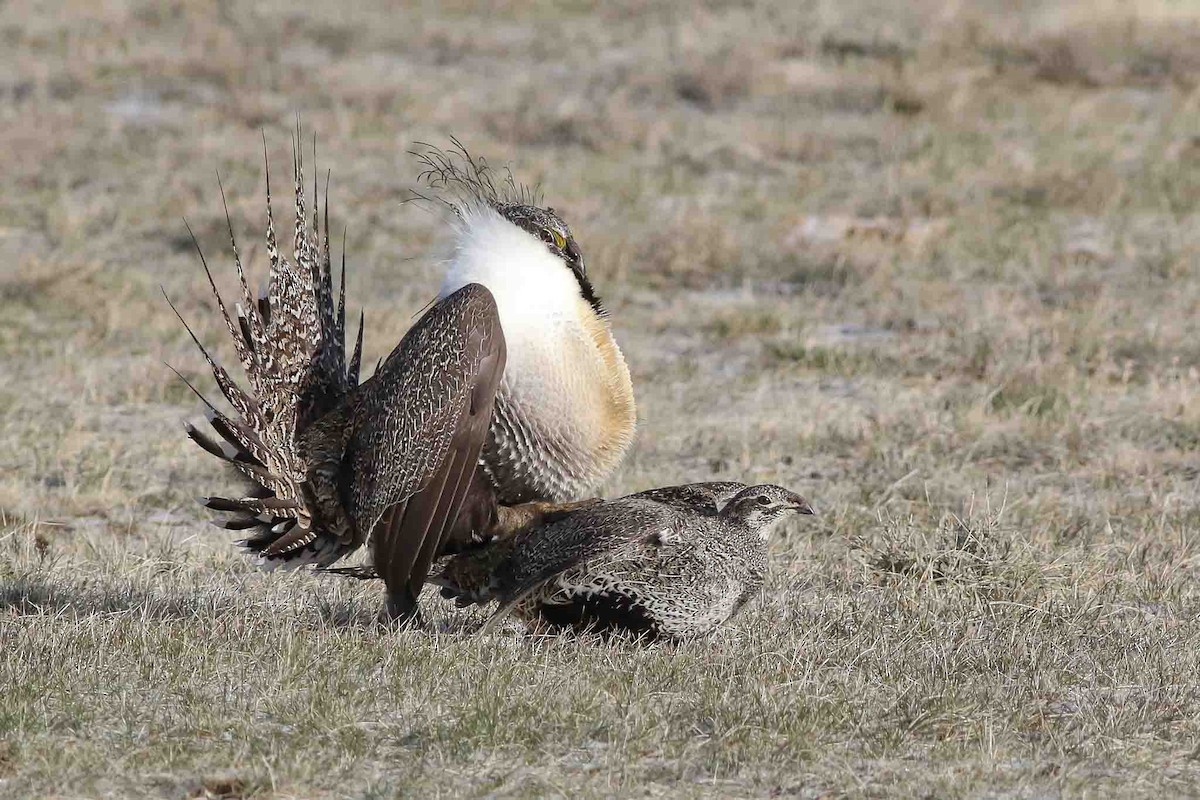 Greater Sage-Grouse - Michael O'Brien