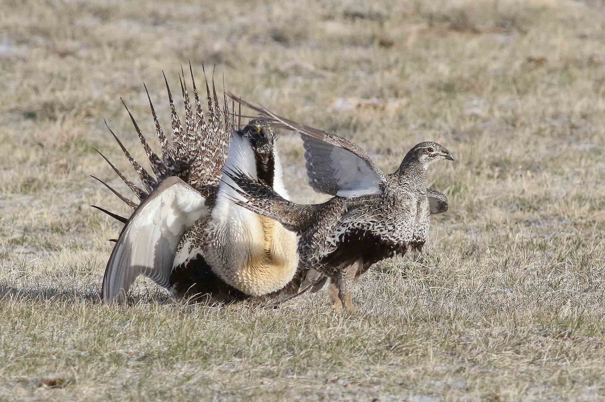 Greater Sage-Grouse - ML95412131