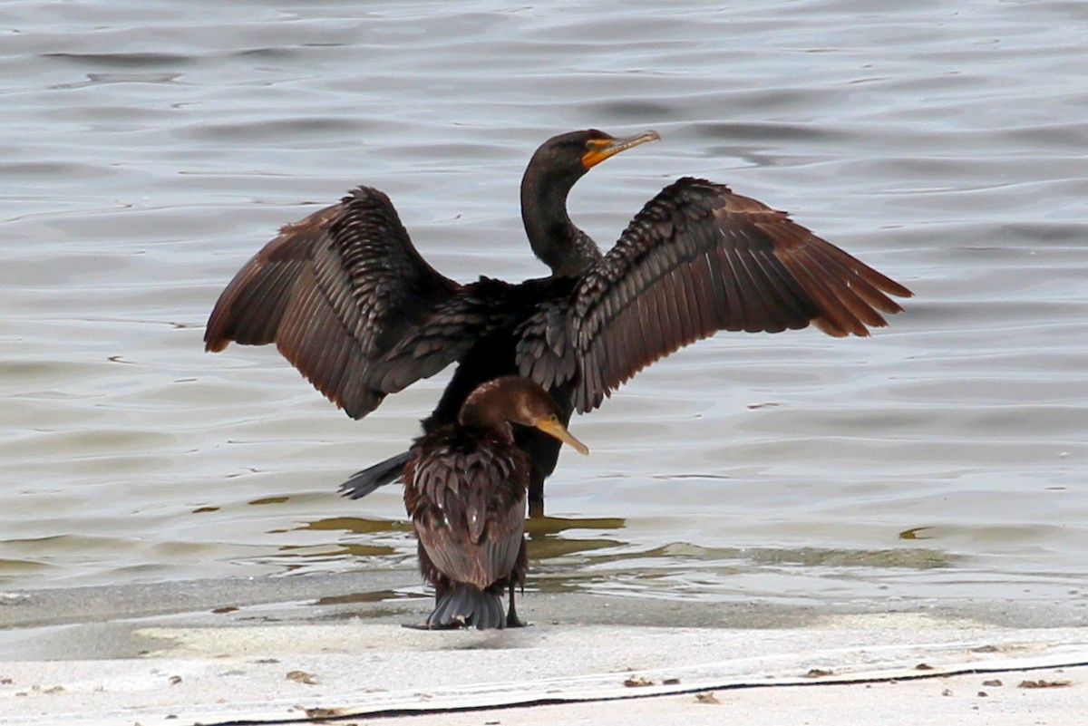 Double-crested Cormorant - sam hough