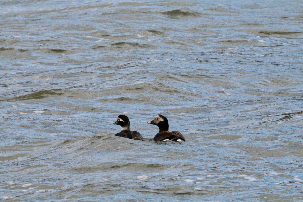 Long-tailed Duck - Logan Anderson