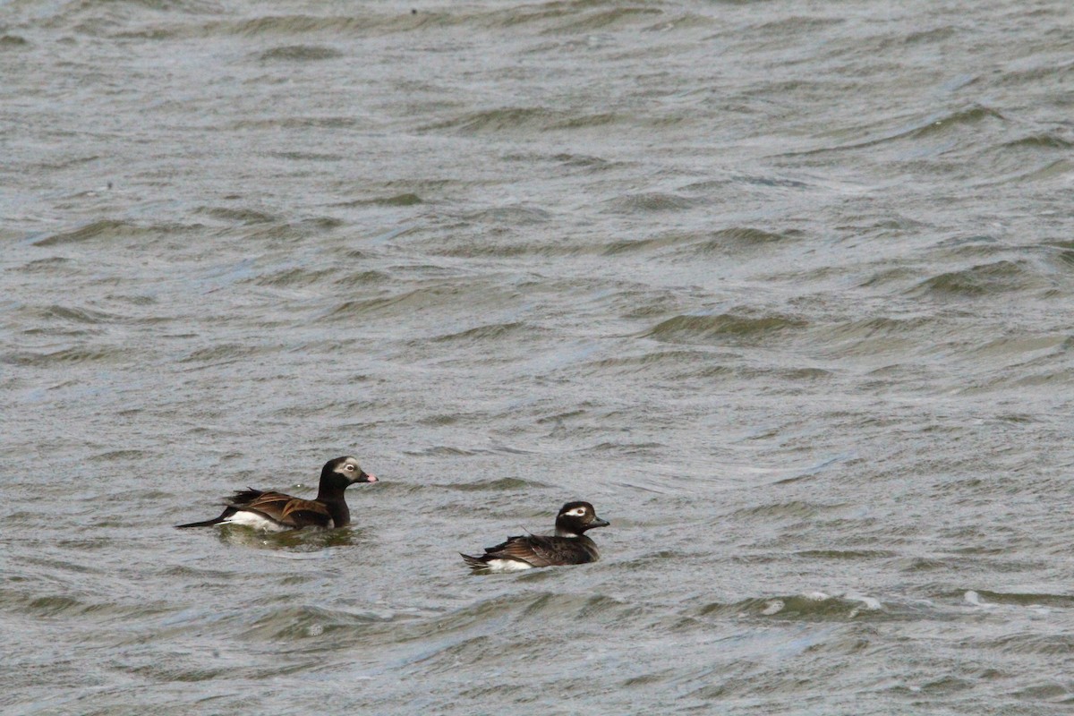 Long-tailed Duck - Logan Anderson