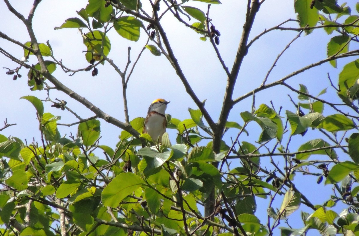Chestnut-sided Shrike-Vireo - Pablo Chumil Birding Guatemala