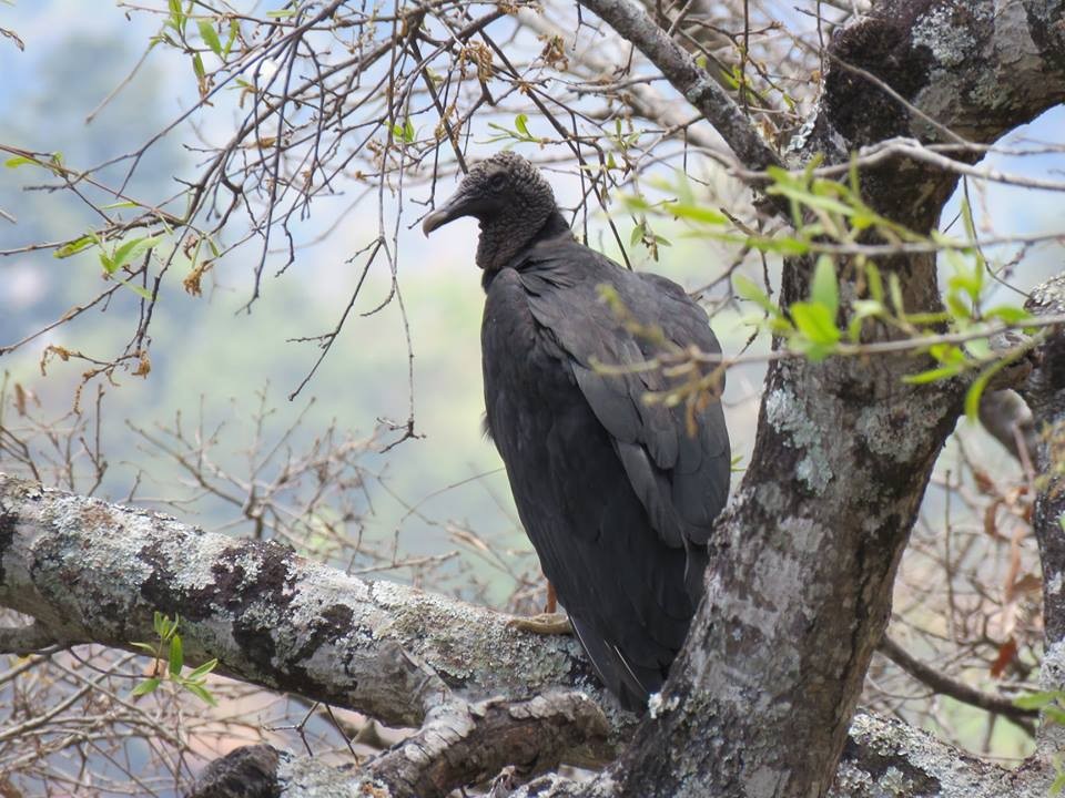 Black Vulture - Pablo Chumil Birding Guatemala