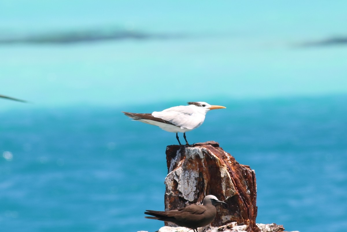 Royal Tern - Rhett Harper