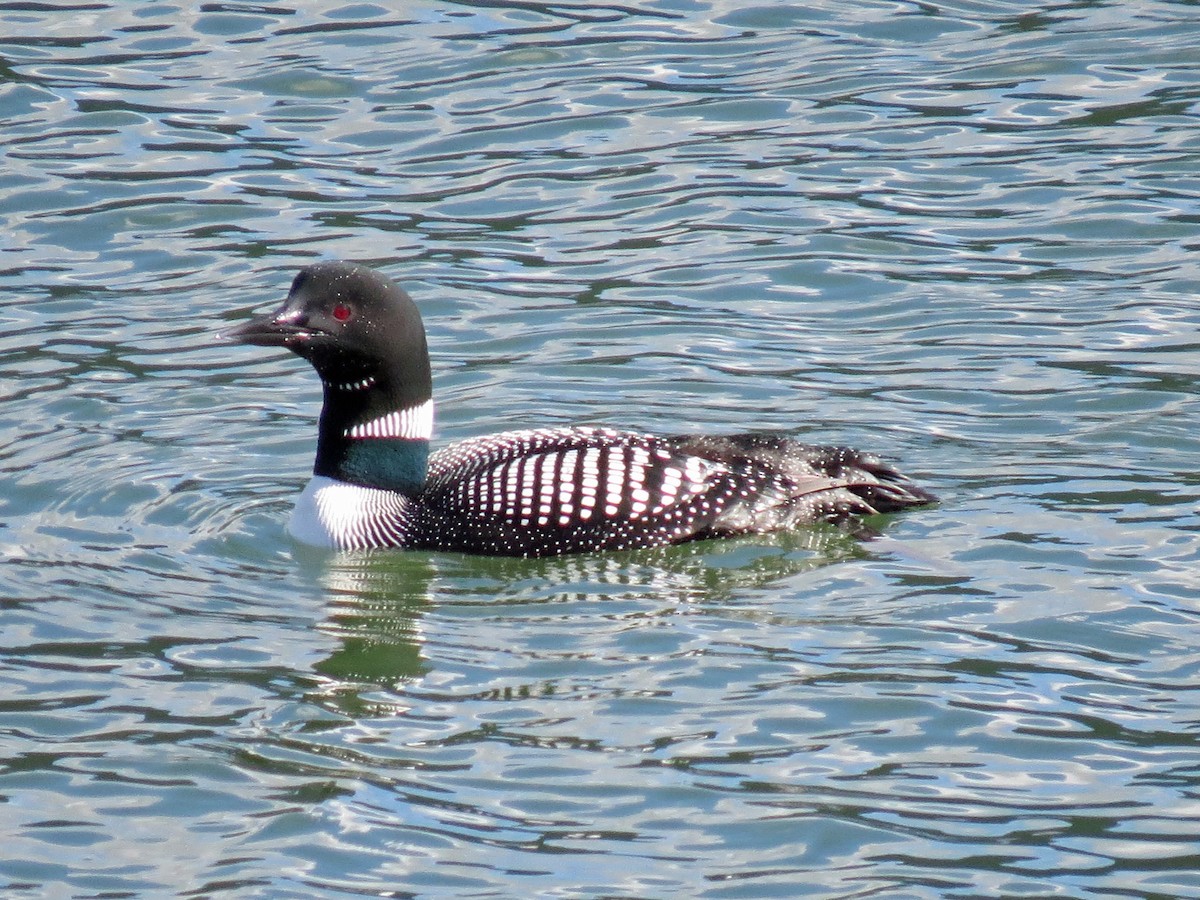 Common Loon - Central Oregon Historical Records