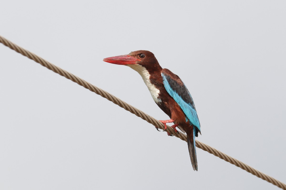 White-throated Kingfisher - Tommy Pedersen