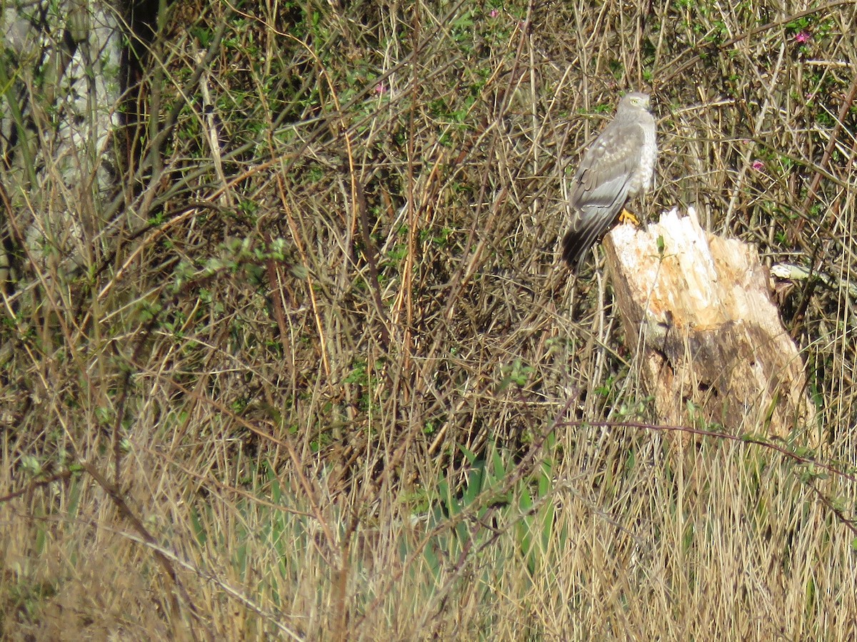Northern Harrier - Anonymous