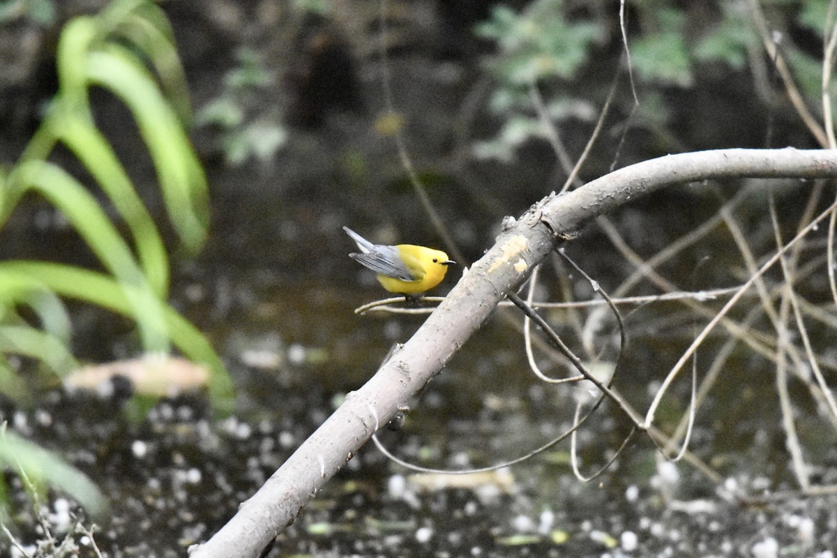 Prothonotary Warbler - Bill Schneider