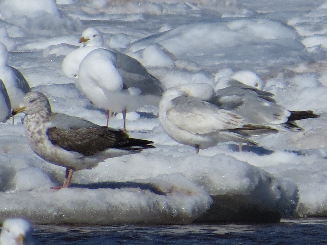 Iceland Gull (Thayer's) - Nathan Martineau