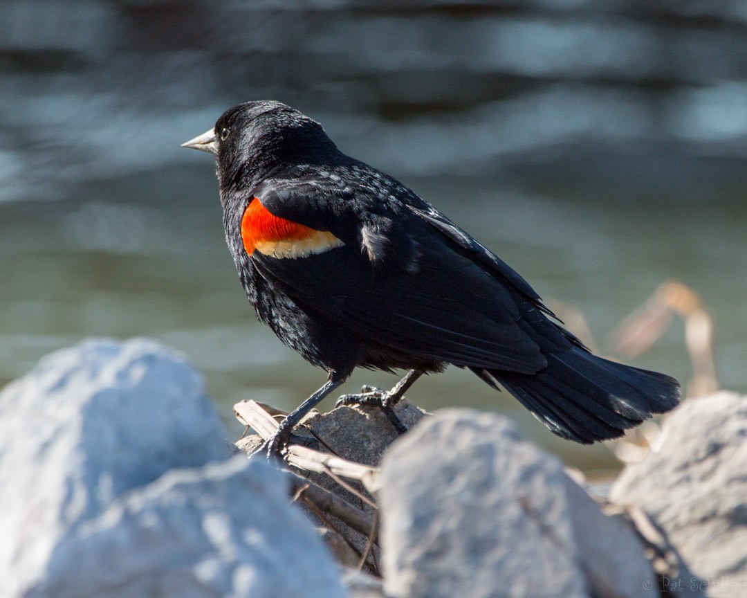 Red-winged Blackbird - Pat Schiller