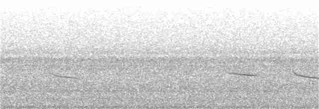 Münzevi Bülbül Ardıcı - ML95426601